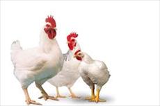 تحقیق بافت دان و عملکرد مرغ گوشتی